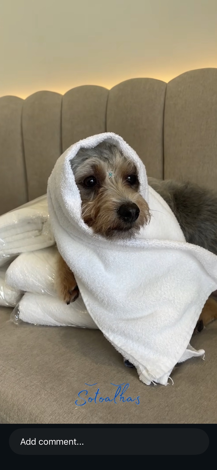 Cão envolto em uma toalha branca depois do banho