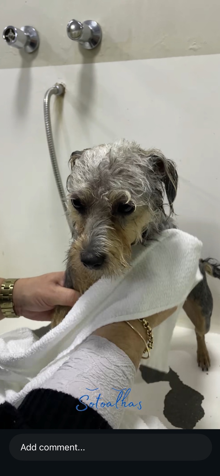 Cão sendo seco com uma toalha branca da Só Toalhas
